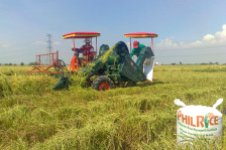 PHOTO Filipino agricultural workers run harvesting machines