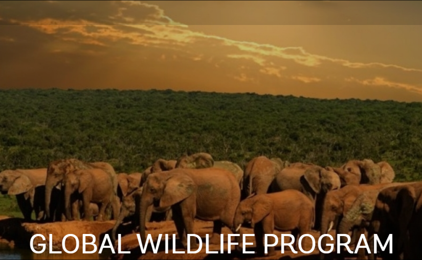 Philippines wins Global Wildlife Programme award as it combats illegal wildlife trade, fights Covid 19 traced to wildlife disease transmission